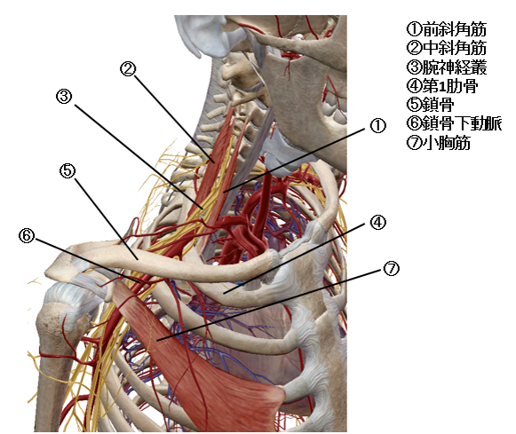その肩こり要注意 放置すると手先が不器用に お知らせ はり灸 整体 トレーニング Sora